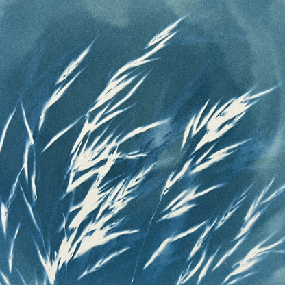 Grasses in the hotsell breeze cyanotype