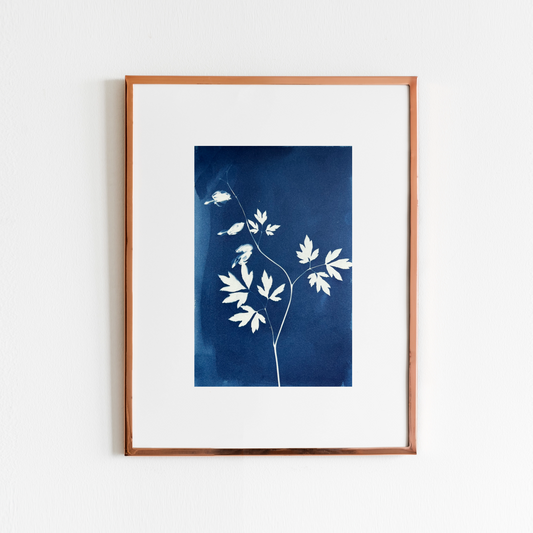 cyanotype print on paper