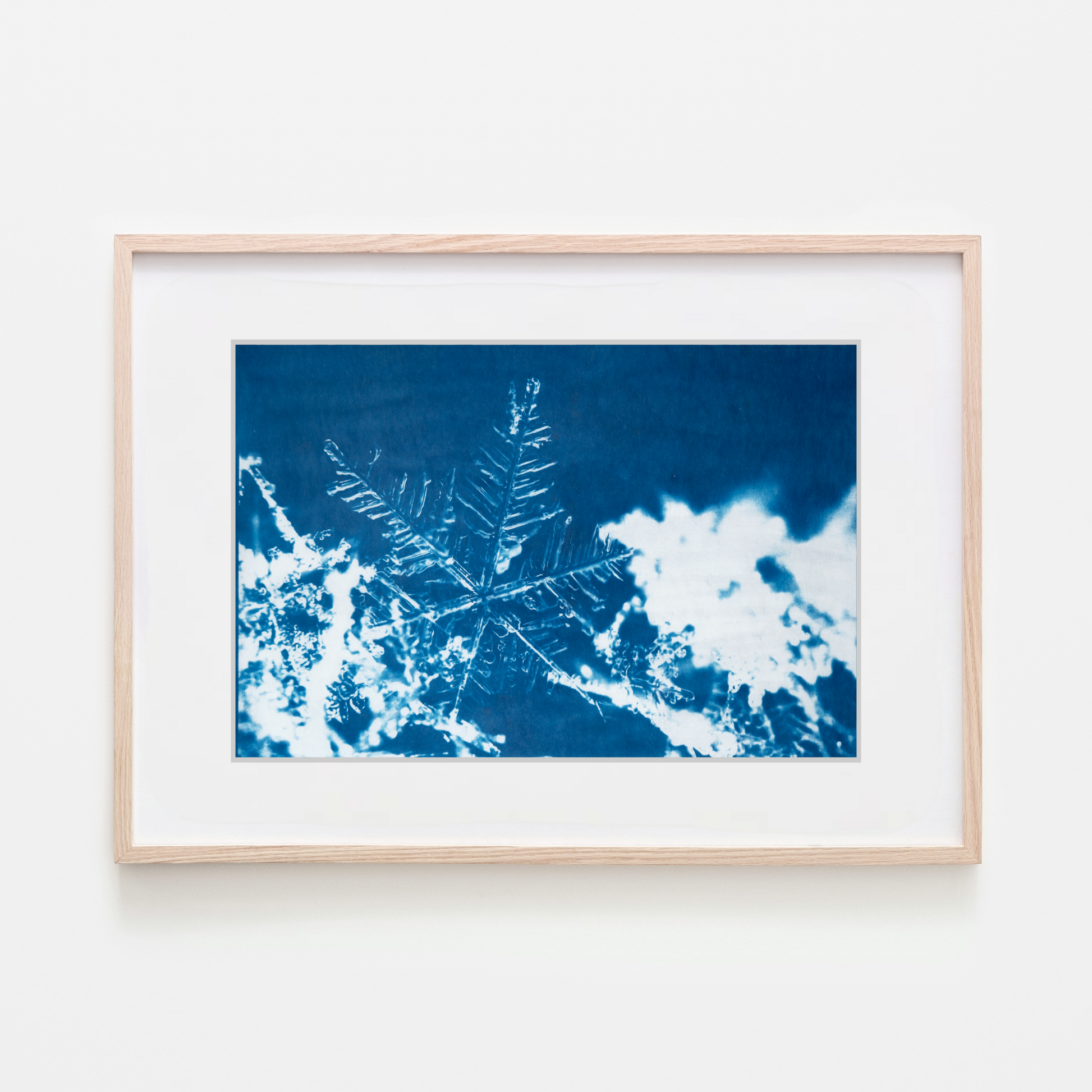 Cyanotype Sun Printing 